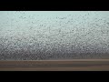 Snow Geese near Outlook, Saskatchewan