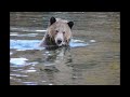 grizzly slide show 02