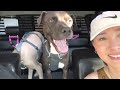 DIY Dog Platform for Truck/SUV FOR $60!!