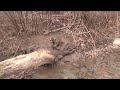 RACCOON TRAPPING with Dog Proof Traps ~ Catch those Nest Raiders