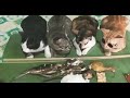 Khusyuk Mndengar Tazkirah Dulu Dari Sang Tuan Sblm Smp Wktu Berbuka Puasa | Kucing Lucu Yg Bijak 😂👍🏻
