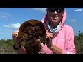 How Are Horseshoe Crabs the Key to the COVID-19 Vaccines?