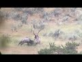 GREATEST ELK FIGHT EVER | Memory of a lifetime