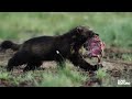 Wolf vs Bear: The Fiercest Predators | Love Nature