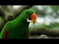4K Colorful Parrot - Beautiful Birds Sound in the Forest | Bird Melodies