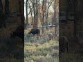 Travels in R Villa.  Momma  and baby moose Part 2