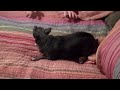 Small Dog Playing on Bed