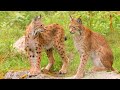 CUTE BABY ANIMALS - 8K (60FPS) ULTRA HD - Scenic Film With Nature Sounds (Colorfully Dynamic)