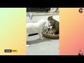 FUNNY CATS and DOGS🐱🐶  New Funniest Cute Animals Videos 💥2024