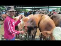 15 juta !! Calon Qurban Harga Ekonomis Banyak Pilihan !! Pasar Tuban Terbaru