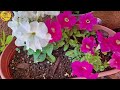 3 FERTILIZANTES ORGANICOS que LLENARAN TUS PLANTAS de MUCHAS FLORES | Abono casero