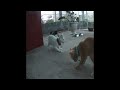 So Funny! Funniest Cats and Dogs 🤣 Funny Cats Moments 2024 ❤️😻