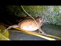 Frog Sounds in water - Amfibie animal sounds