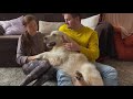 Golden Retriever Dog Reacts When My Wife and I are Sad