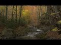 4K HDR - Forest Stream in Autumn - Relaxing River Sounds -   Creek Flowing in Woods - Sleep / Study