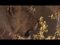 Lost Elephant Calf Becomes Easy Meal for Lions | Nature Bites