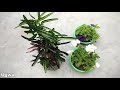 Use rice water for any plants as natural fertilizer | Free homemade fertilizer