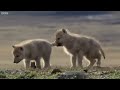 Best Scenes From The Hunt - Part 1 | Top 5 | BBC Earth