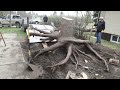 Tree Stump Removal: Removing the stump from my 48 foot spruce tree with a vacuum