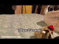Picking up a cat in a video game [READ DESCRIPTION]