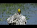 Pliszka żółta śpiew / Western yellow wagtail song