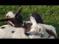 Cute Baby Goats Laying On My Lap  About To Sleep