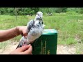 Creative bird trap by using cardboard box and bottle - Simple quick pigeon trap