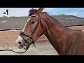 First time ever for Rising Star! A bridle with bit. And lunging him | Friesian Horses
