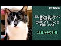 【鉛筆デッサン】うちの猫を描いてみた(ショート4本)#鉛筆デッサン #猫デッサン