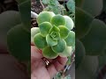 tour of my cacti and succulents plants:)