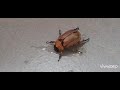 This beetle is trying to reach the small spot of water #insects #beetle