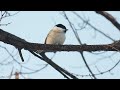 Calming Music with Beautiful Nature Videos • Reduce Stress, Anxiety & Depression, Bird Sounds #12