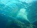 Pittsburgh Zoo- Polar Bear Dive