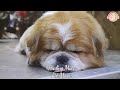 20 HOURS of Dog Calming Music🦮💖Separation Anxiety Relief Music 🐶🎵Anti Dog Relaxation⭐Healingmate