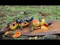 Cat TV for Cats to Watch 😺 Funny & Cute Squirrels Chipmunks and Birds 🐿 8 Hours 4K