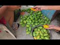 Episode 3: Mango Season // Harvesting Mangoes