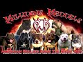 CHECK OUT OUR AMERICAN BULLY KENNEL SETUP  FROM THE WORLD FAMOUS KILLINOIS KENNELS