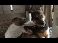 Slow motion land shark’s wrestling a.k.a. Puppy dogs play time