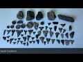 EPIC 12 Minutes of Megalodon Shark Tooth Hunting!! (UNCUT!)