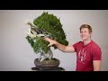 Juniper Bonsai Styling | Bonsai-U