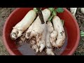 Growing White Radish From Seeds Till Harvest / Easy and Grow well / White Radish by NY SOKHOM