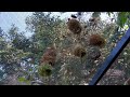 Bird Aviary Tour | 20 meter | Finches and Softbills Aviary #aviary #finches #finch