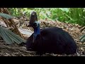The World's Most Dangerous Bird Battling For Survival | Cassowary Dino Bird Documentary