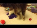 Maisie and her wobbly toy