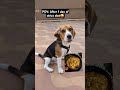 🐶After 1 day of strict diet 🤪😅 #beagle #dog #funny #panda #tamil #salem #india #pets