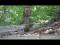 Amami Thrush, 27 June 2024, Amami Oshima Island.