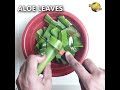 REVEALING 6 SECRETS OF ALOE VERA FOR YOUR GARDEN | USES OF ALOE VERA IN GARDENING