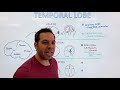 The Temporal Lobe - Location and Function