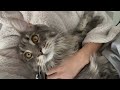 Maine Coon Cat Talking | “I Want My Morning Cuddles!”