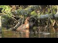 Photographing Beavers, Argaty Beaver Project Scotland